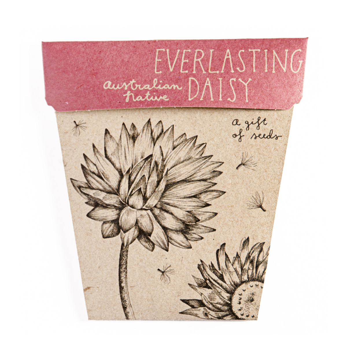 Seeds Everlasting Daisy