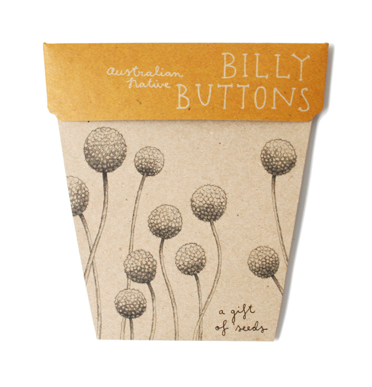 SOW 'N SOW Gift Of Seeds Billy Buttons